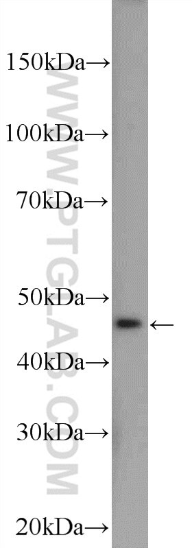 Western Blot (WB) analysis of Jurkat cells using PLEKHA1 Polyclonal antibody (10238-1-PBS)