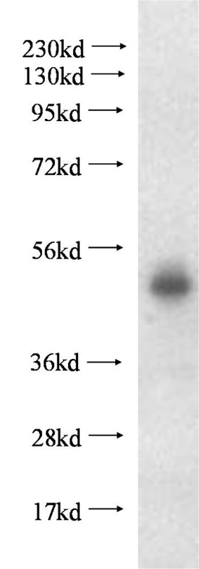 Western Blot (WB) analysis of human placenta tissue using PLEKHA1 Polyclonal antibody (10238-1-AP)