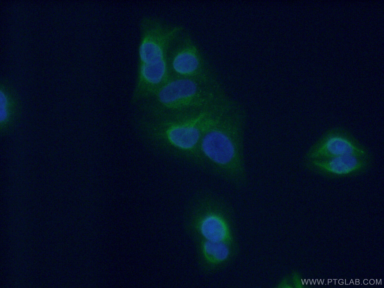 Immunofluorescence (IF) / fluorescent staining of A549 cells using PLEKHA1 Polyclonal antibody (26830-1-AP)