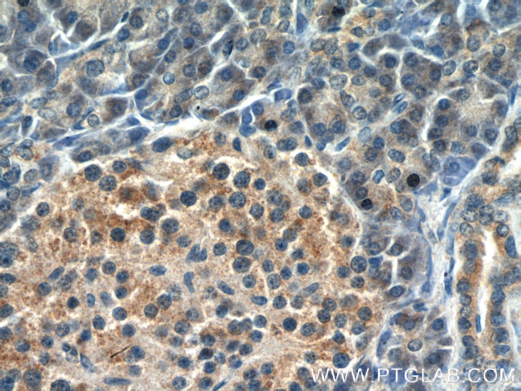 Immunohistochemistry (IHC) staining of human pancreas tissue using PLEKHA1 Polyclonal antibody (26830-1-AP)