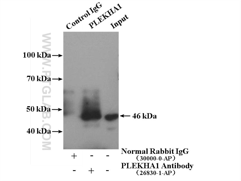 Immunoprecipitation (IP) experiment of A549 cells using PLEKHA1 Polyclonal antibody (26830-1-AP)