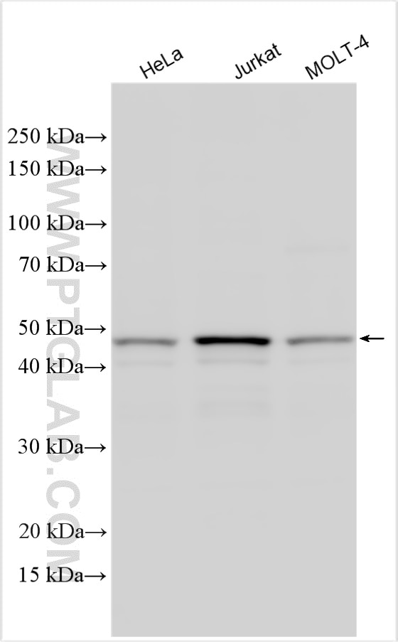Western Blot (WB) analysis of various lysates using PLEKHA1 Polyclonal antibody (26830-1-AP)