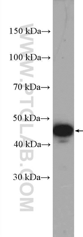 Western Blot (WB) analysis of HeLa cells using PLEKHA1 Polyclonal antibody (26830-1-AP)