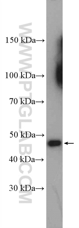 Western Blot (WB) analysis of A549 cells using PLEKHA1 Polyclonal antibody (26830-1-AP)