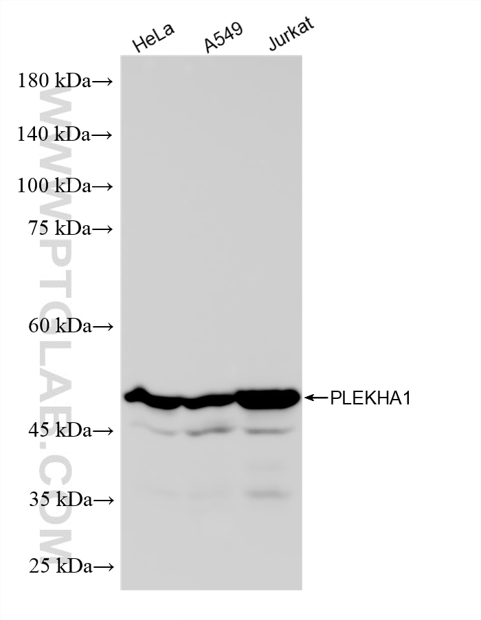 WB analysis using 88114-1-RR Western Blot (WB) analysis of various lysates using PLEKHA1 Recombinant monoclonal antibody (88114-1-RR)
