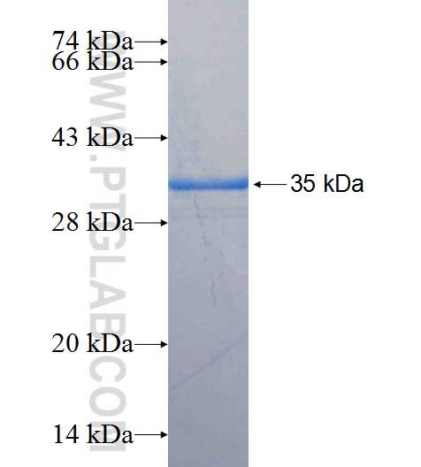PLEKHA1 fusion protein Ag25285 SDS-PAGE