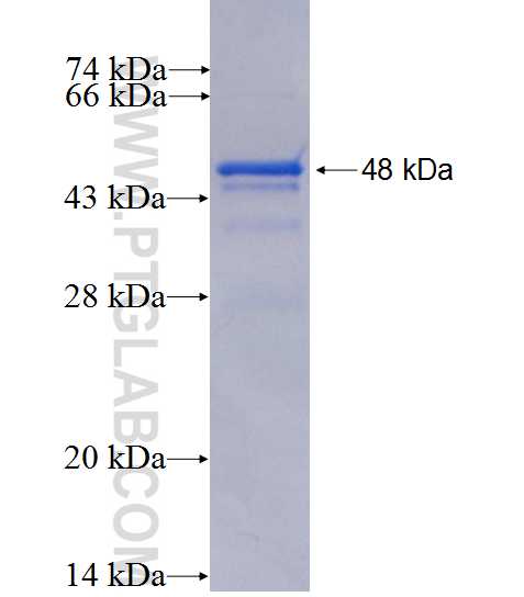 PLEKHA1 fusion protein Ag0318 SDS-PAGE
