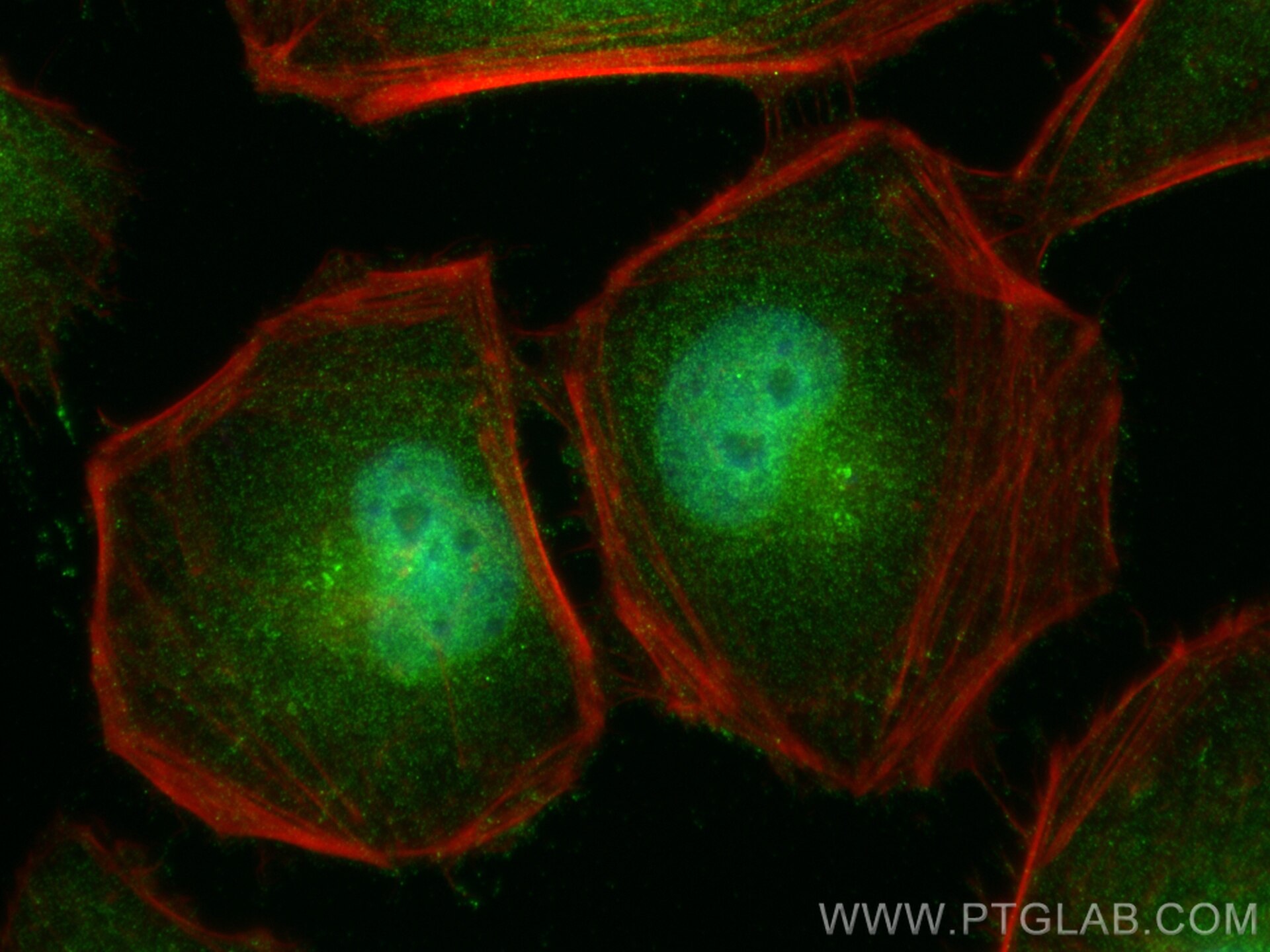 Immunofluorescence (IF) / fluorescent staining of HeLa cells using PLEKHA2 Polyclonal antibody (32169-1-AP)