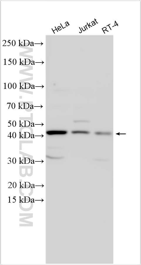 Western Blot (WB) analysis of various lysates using PLEKHA2 Polyclonal antibody (32169-1-AP)