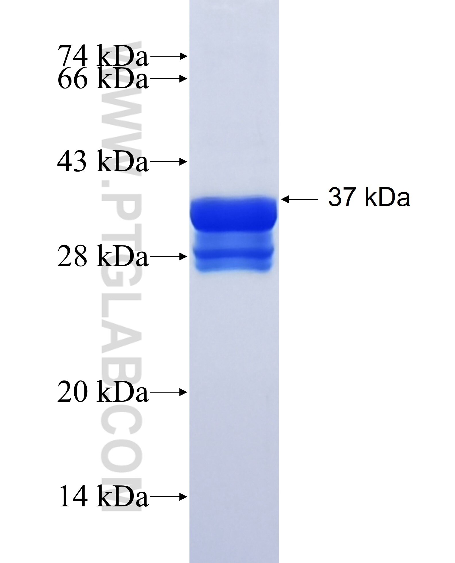 PLEKHA2 fusion protein Ag36596 SDS-PAGE