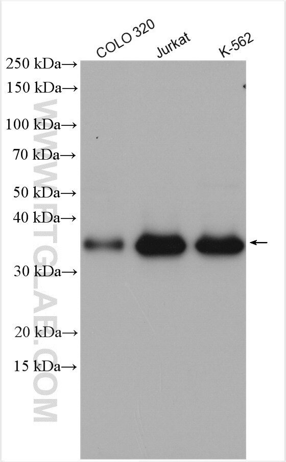 Western Blot (WB) analysis of various lysates using PLEKHA3 Polyclonal antibody (11292-1-AP)