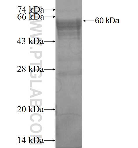 PLEKHA3 fusion protein Ag1851 SDS-PAGE