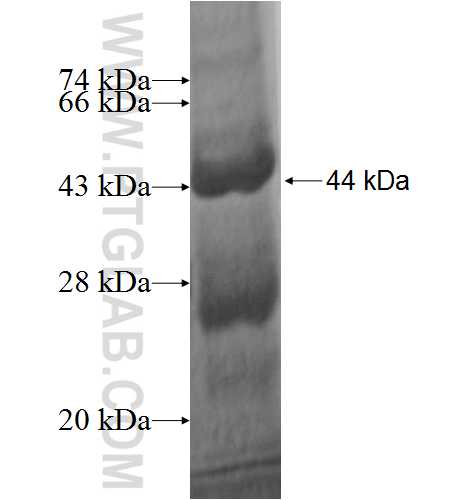 PLEKHA4 fusion protein Ag3000 SDS-PAGE