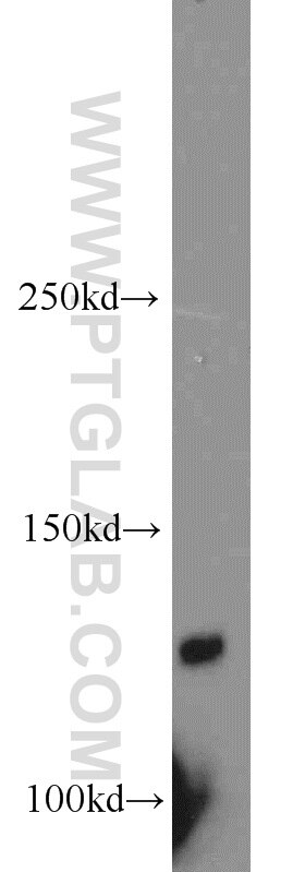 Western Blot (WB) analysis of mouse testis tissue using PLEKHA5 Polyclonal antibody (13045-1-AP)