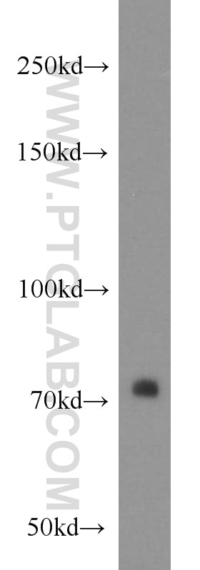 Western Blot (WB) analysis of human heart tissue using PLEKHA5 Polyclonal antibody (13045-1-AP)