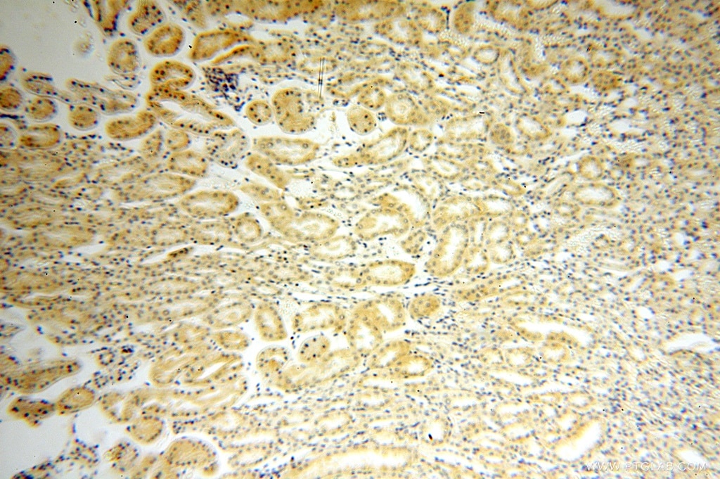 Immunohistochemistry (IHC) staining of human kidney tissue using FAPP2 Polyclonal antibody (15410-1-AP)