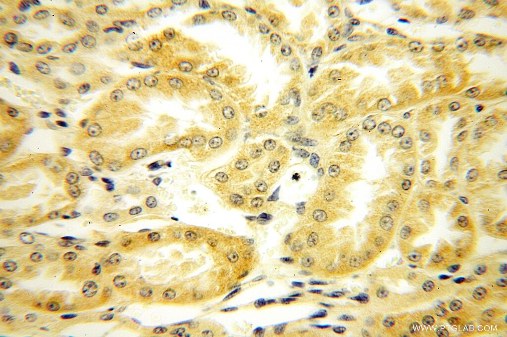 Immunohistochemistry (IHC) staining of human kidney tissue using FAPP2 Polyclonal antibody (15410-1-AP)