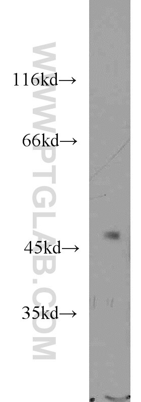 Western Blot (WB) analysis of mouse brain tissue using FAPP2 Polyclonal antibody (15410-1-AP)