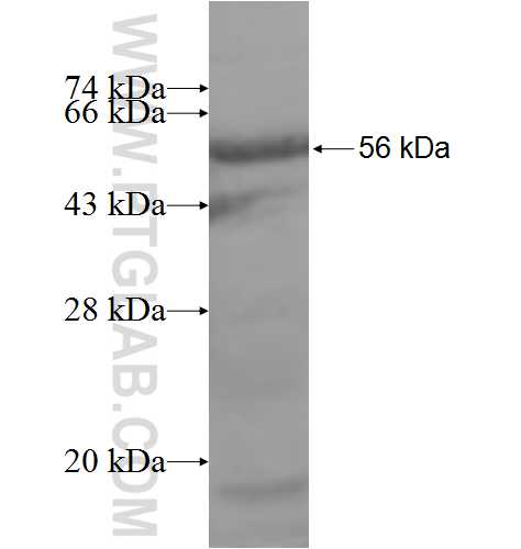 PLEKHA8 fusion protein Ag7735 SDS-PAGE