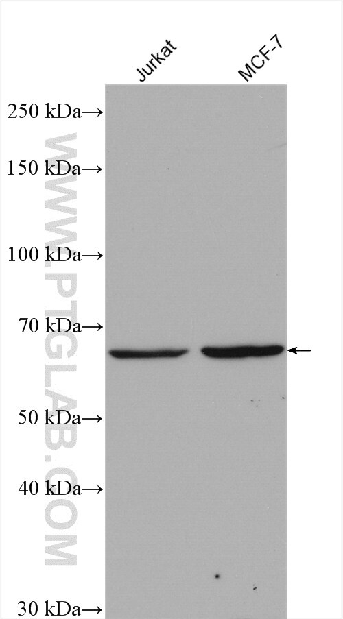 Western Blot (WB) analysis of various lysates using PLEKHA9 Polyclonal antibody (17568-1-AP)