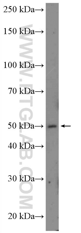 Western Blot (WB) analysis of SH-SY5Y cells using PLEKHB1 Polyclonal antibody (10512-1-AP)