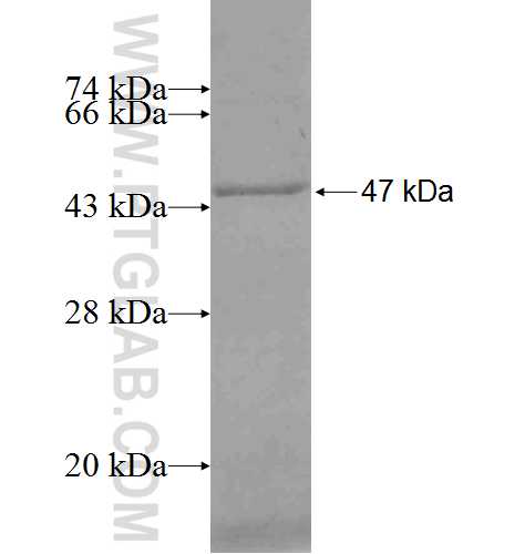 PLEKHB1 fusion protein Ag0797 SDS-PAGE