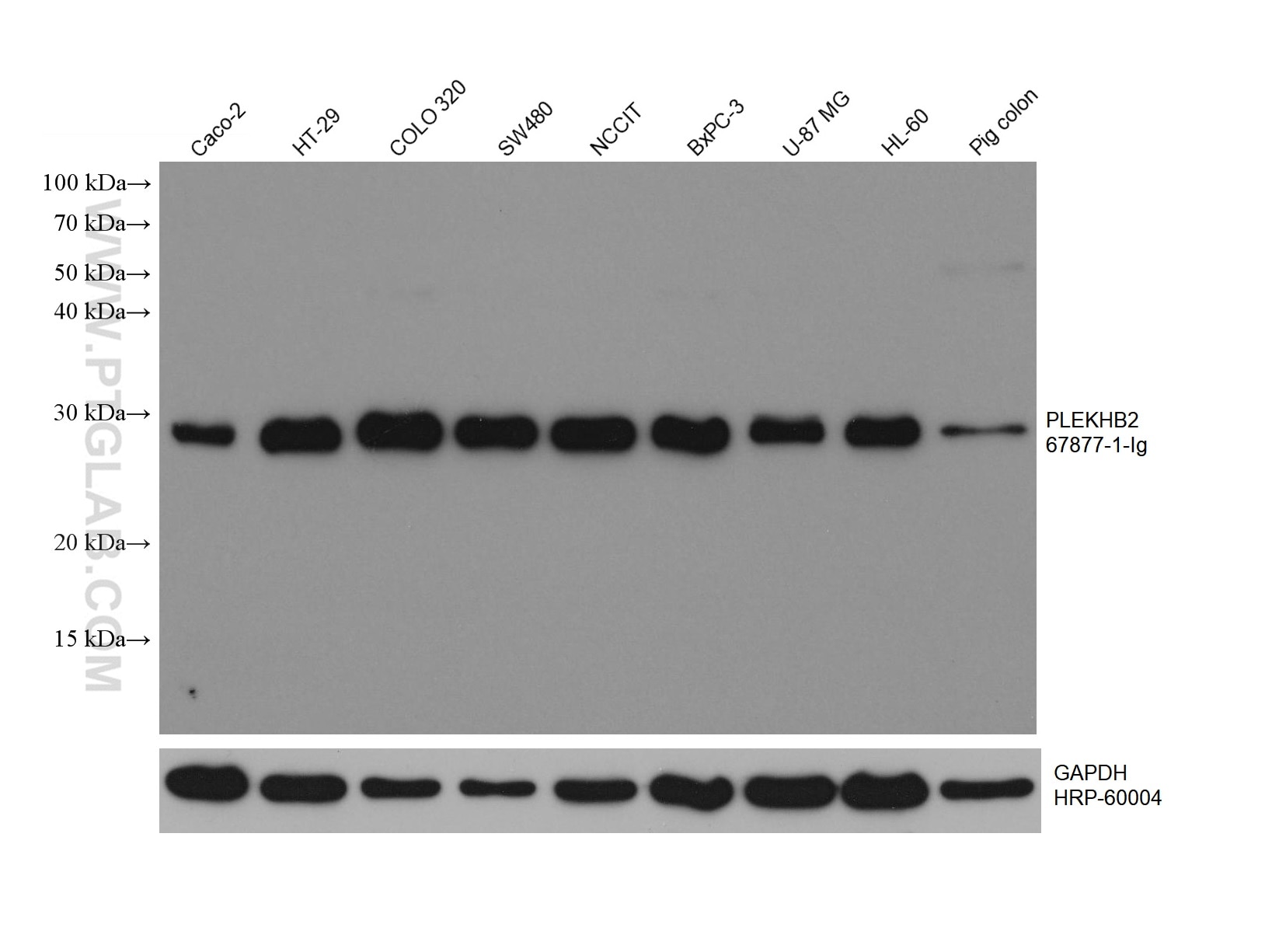 Western Blot (WB) analysis of various lysates using PLEKHB2 Monoclonal antibody (67877-1-Ig)