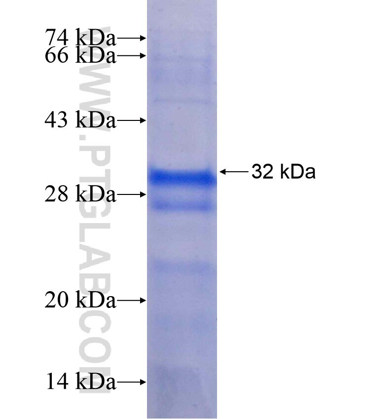PLEKHB2 fusion protein Ag9231 SDS-PAGE