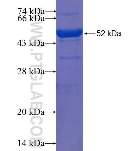 PLEKHB2 fusion protein Ag9330 SDS-PAGE