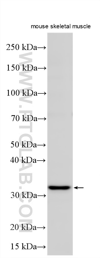 Various lysates were subjected to SDS PAGE followed by western blot with 20389-1-AP (PLEKHF1 antibody) at dilution of 1:1500 incubated at room temperature for 1.5 hours. Western Blot (WB) analysis of various lysates using PLEKHF1 Polyclonal antibody (20389-1-AP)