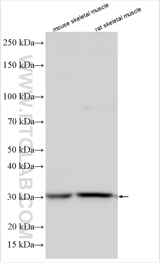 Various lysates were subjected to SDS PAGE followed by western blot with 20389-1-AP (PLEKHF1 antibody) at dilution of 1:1000 incubated at room temperature for 1.5 hours. Western Blot (WB) analysis of various lysates using PLEKHF1 Polyclonal antibody (20389-1-AP)
