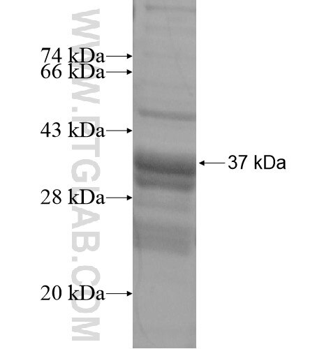 PLEKHF1 fusion protein Ag14228 SDS-PAGE
