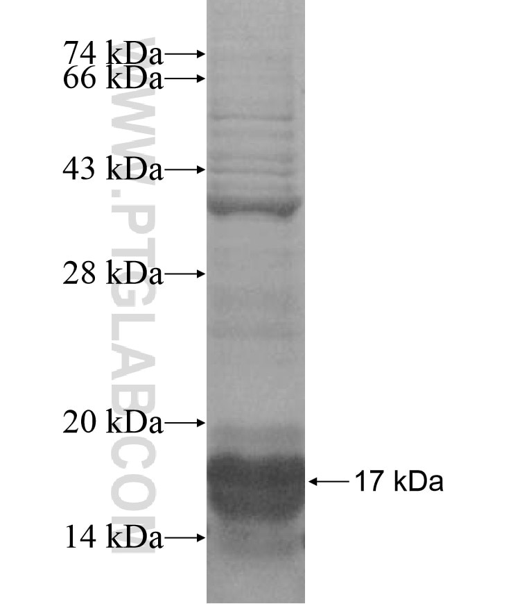 PLEKHF1 fusion protein Ag16949 SDS-PAGE