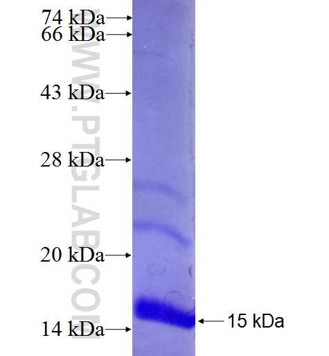PLEKHF2 fusion protein Ag22595 SDS-PAGE