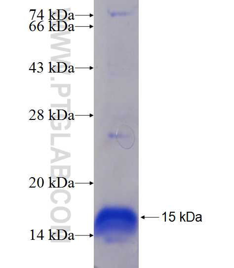 PLEKHG2 fusion protein Ag24287 SDS-PAGE