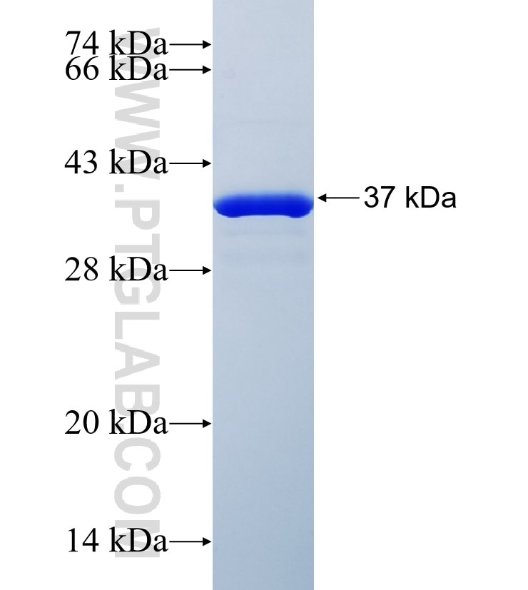 PLEKHG2 fusion protein Ag24295 SDS-PAGE