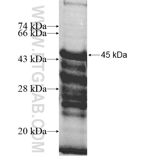 PLEKHG2 fusion protein Ag10463 SDS-PAGE