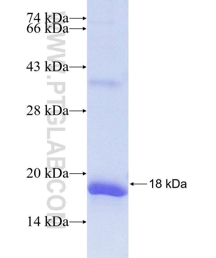 PLEKHG3 fusion protein Ag40593 SDS-PAGE