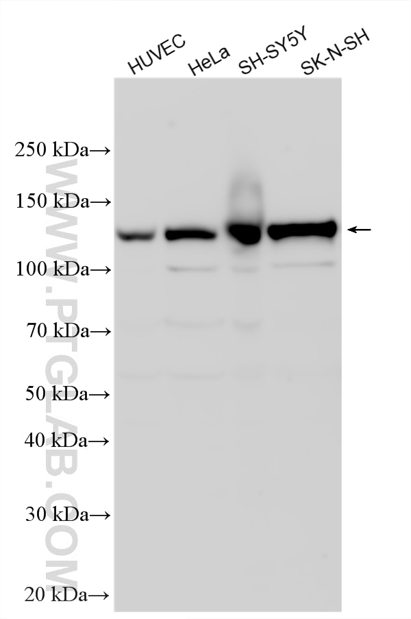 Western Blot (WB) analysis of various lysates using PLEKHG4 Polyclonal antibody (17156-1-AP)