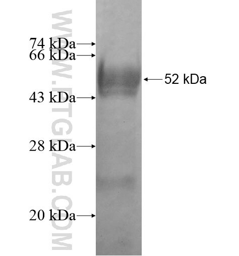 PLEKHG4 fusion protein Ag10328 SDS-PAGE
