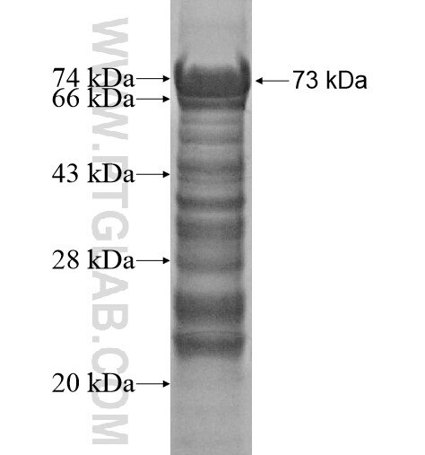 PLEKHG5 fusion protein Ag11725 SDS-PAGE