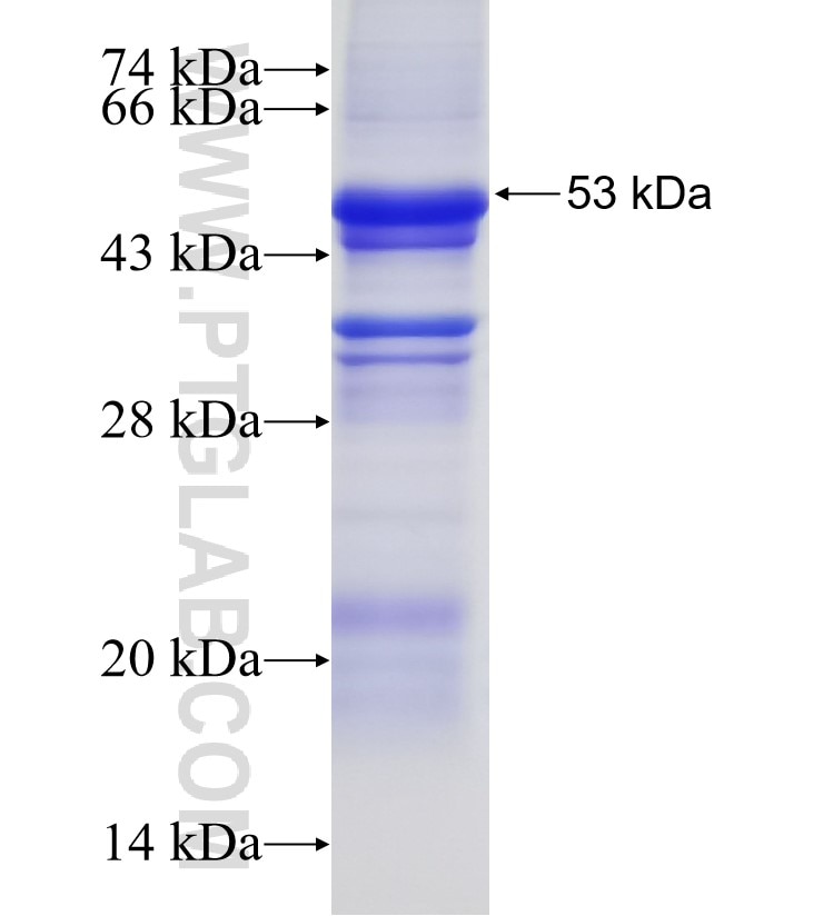 PLEKHG5 fusion protein Ag6820 SDS-PAGE