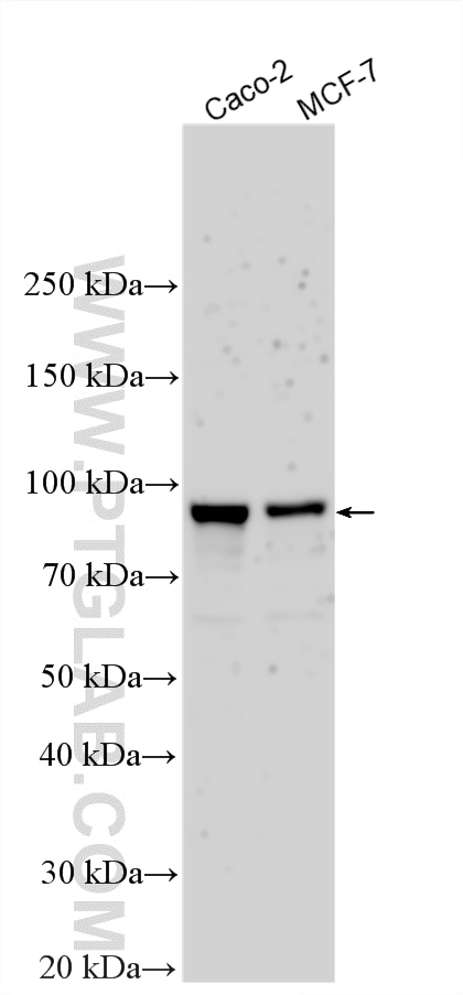 WB analysis using 21677-1-AP Western Blot (WB) analysis of various lysates using PLEKHG6 Polyclonal antibody (21677-1-AP)