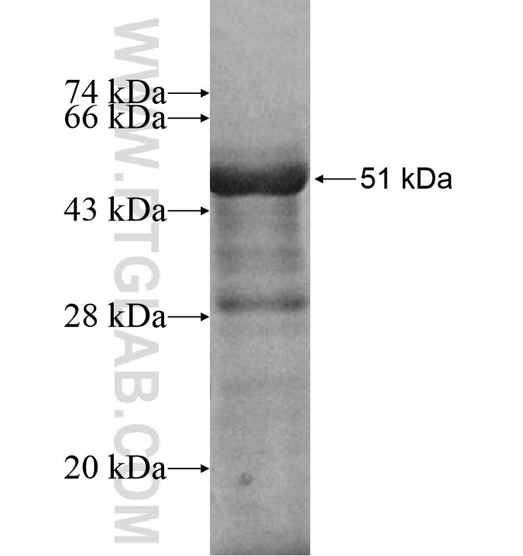 PLEKHG6 fusion protein Ag16575 SDS-PAGE