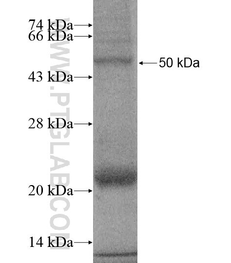 PLEKHG7 fusion protein Ag19795 SDS-PAGE