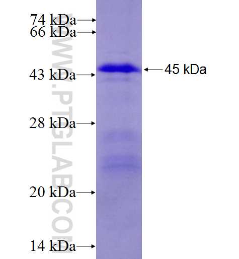PLEKHH2 fusion protein Ag5409 SDS-PAGE