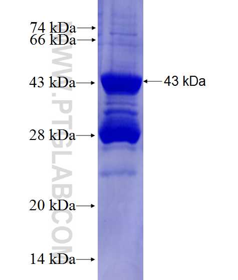 PLEKHH3 fusion protein Ag28001 SDS-PAGE
