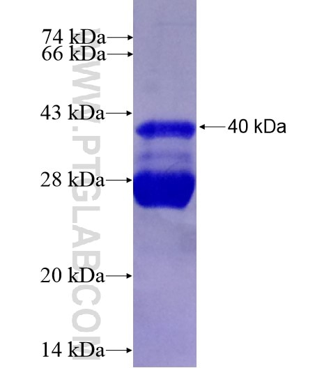 PLEKHJ1 fusion protein Ag13729 SDS-PAGE