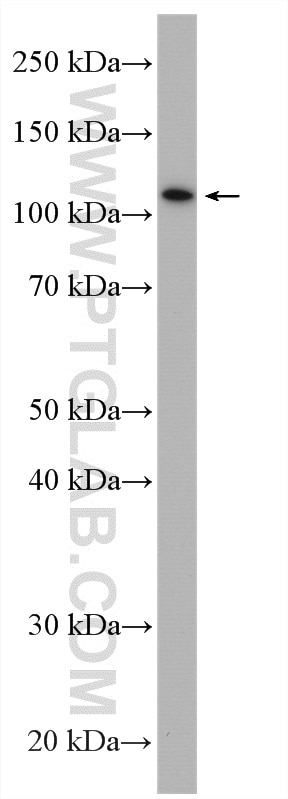 Western Blot (WB) analysis of mouse liver tissue using PLEKHM1 Polyclonal antibody (16202-1-AP)