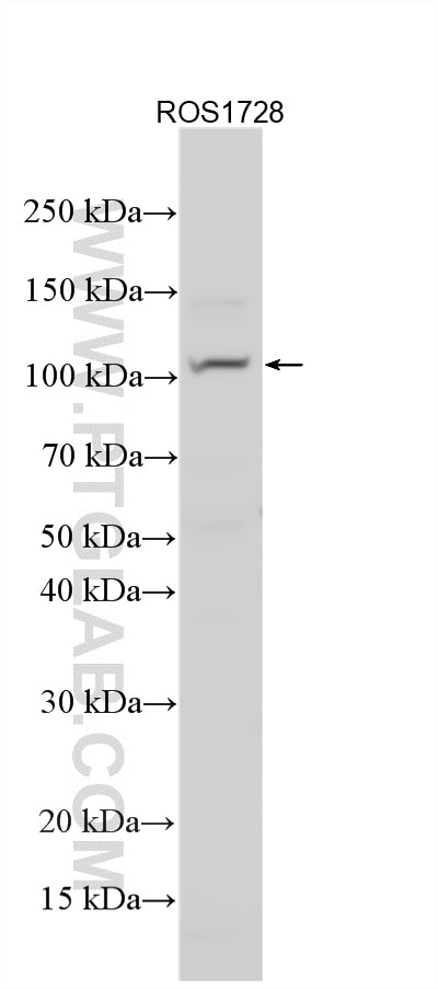 Western Blot (WB) analysis of various lysates using PLEKHM1 Polyclonal antibody (16202-1-AP)